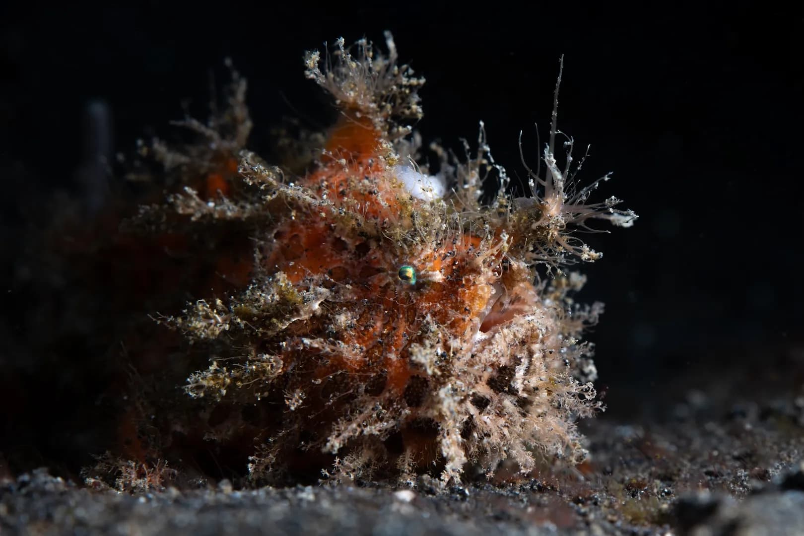 Hairy Frogfish.Lawrence Watkins