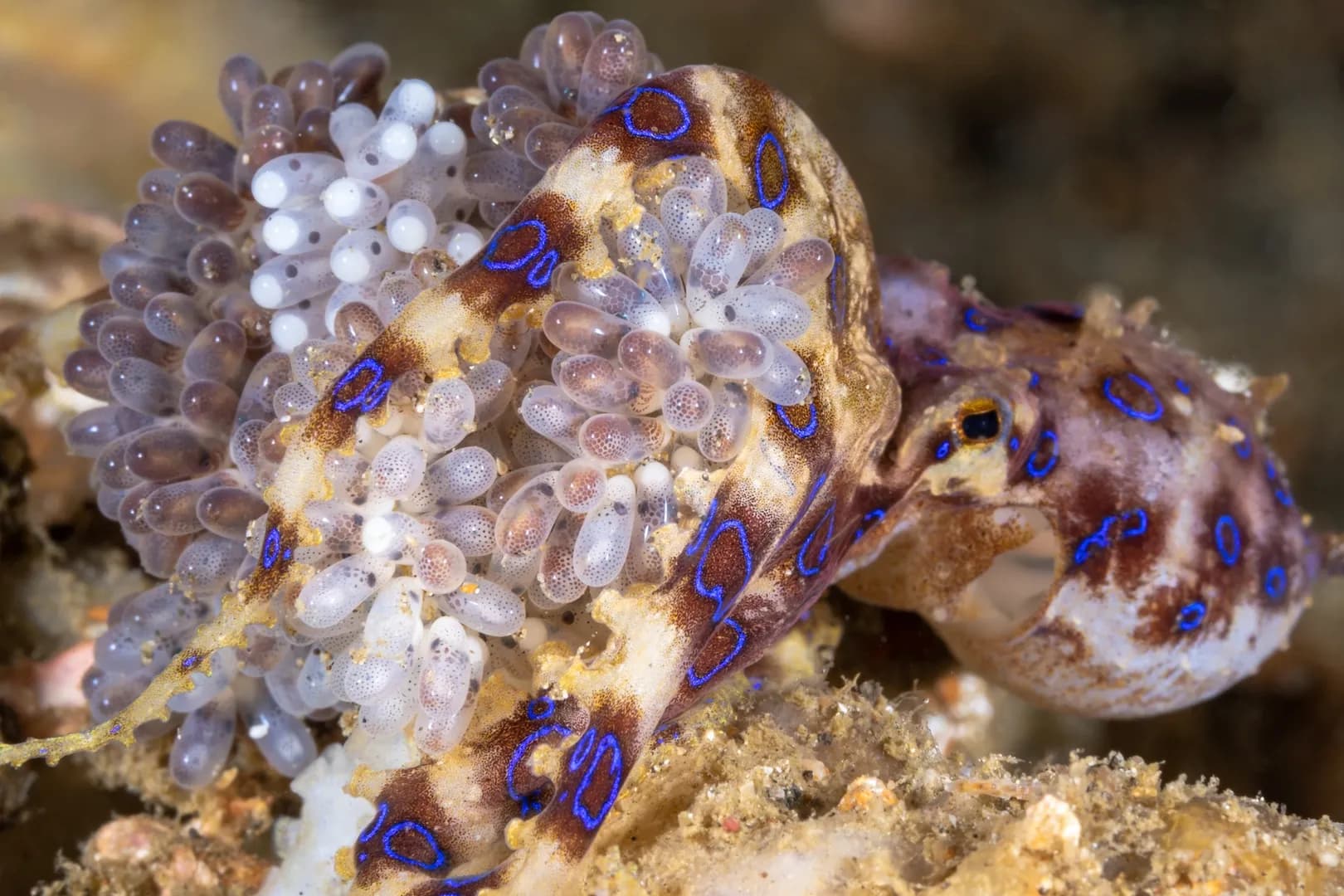 Blue-ringed octopus