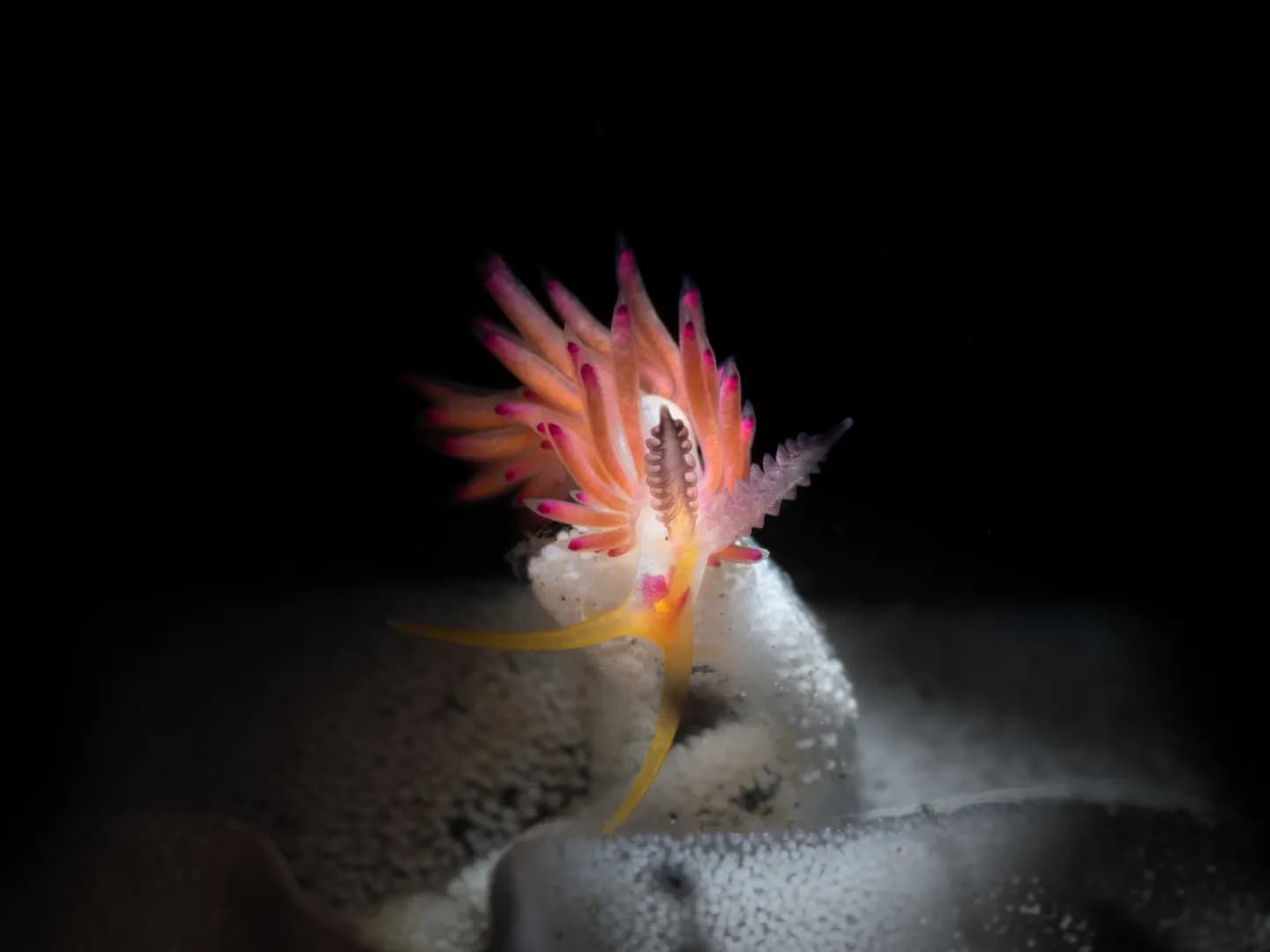 favorinus tsuruganus by Jacob Guy