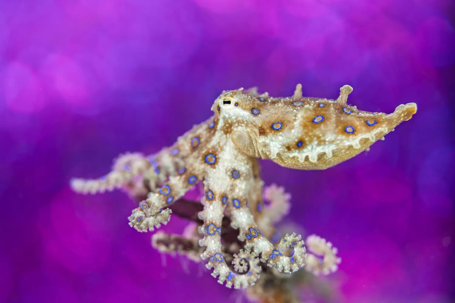 James Emery - Blue Ringed Octopus