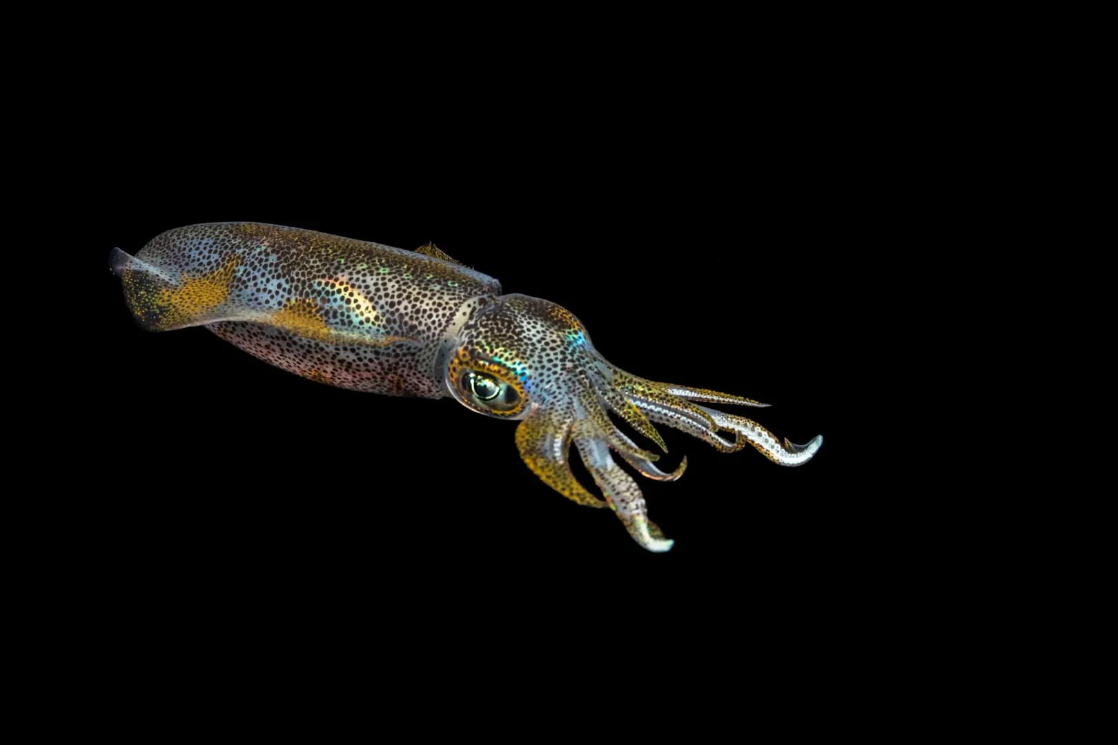 Squid Blackwater by Jennifer Penner