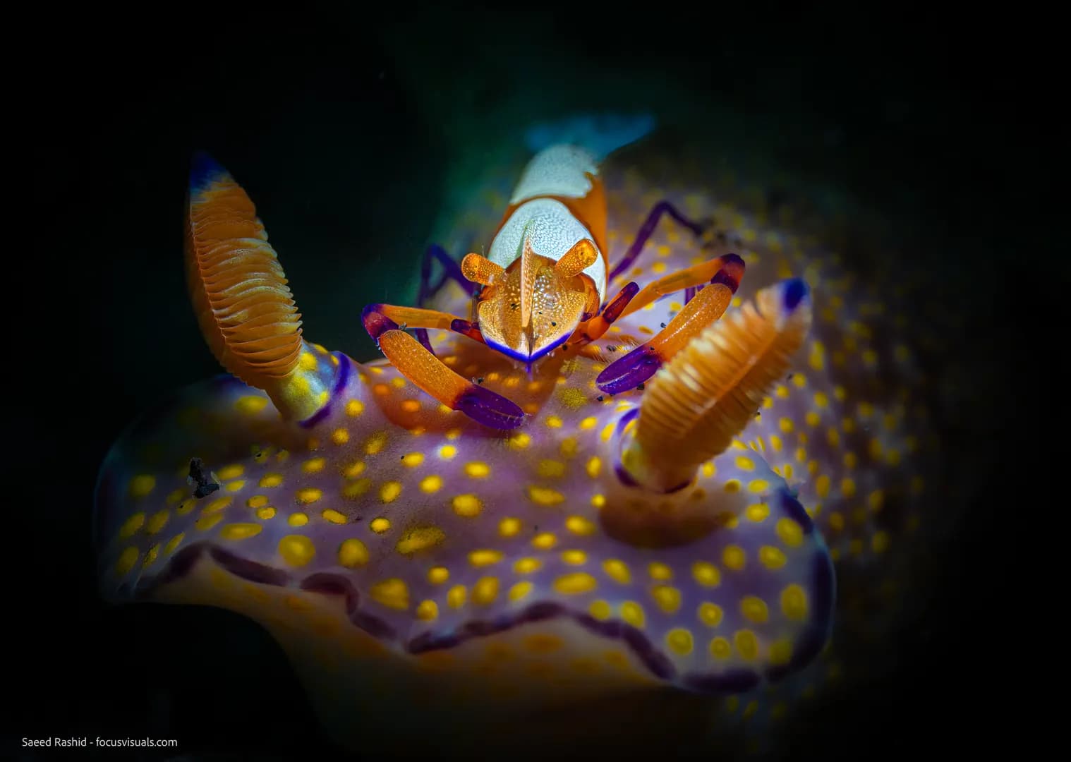 lembeh-20240109-_DSC0852-Edit.jpg
