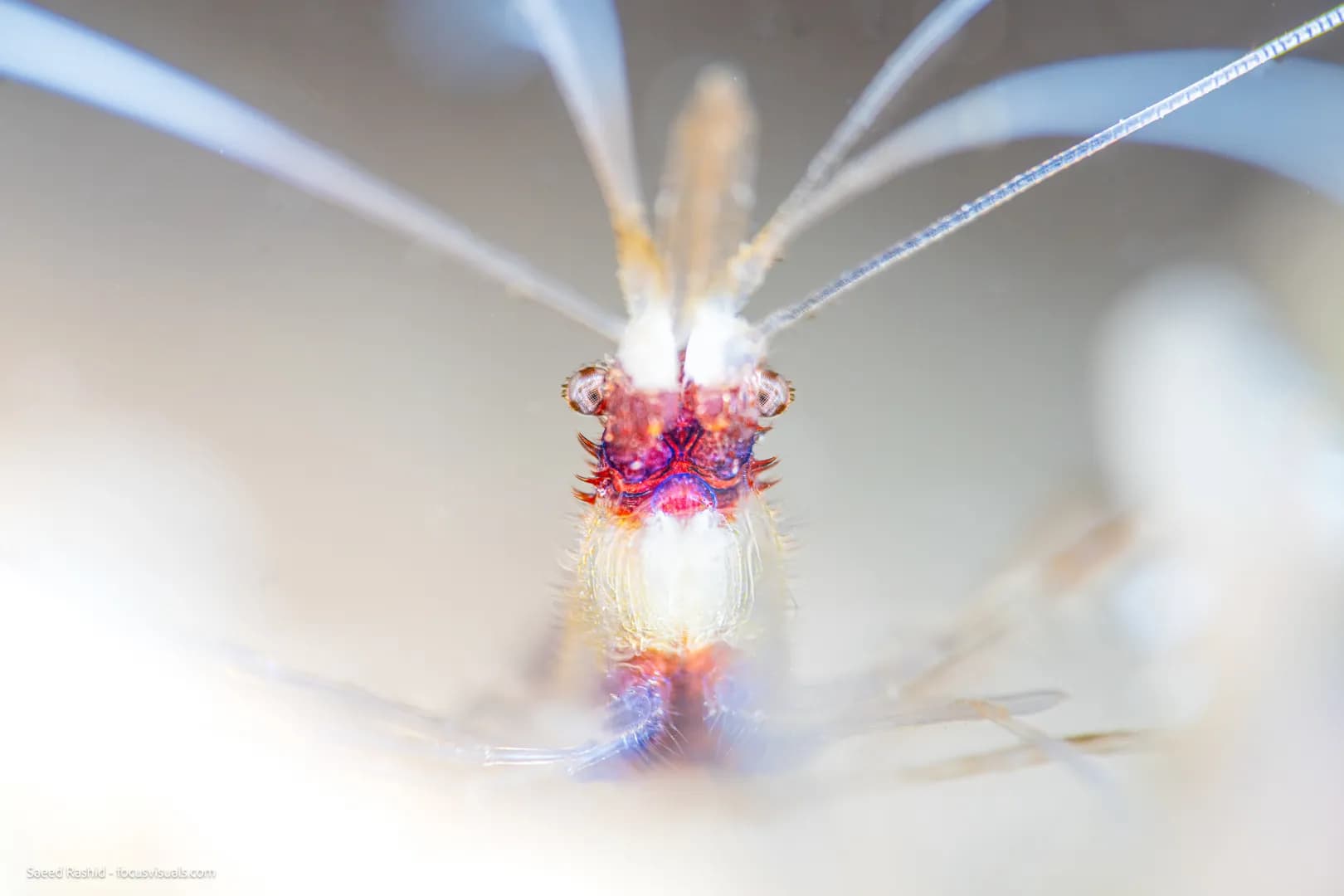 saeed-coral-shrimp