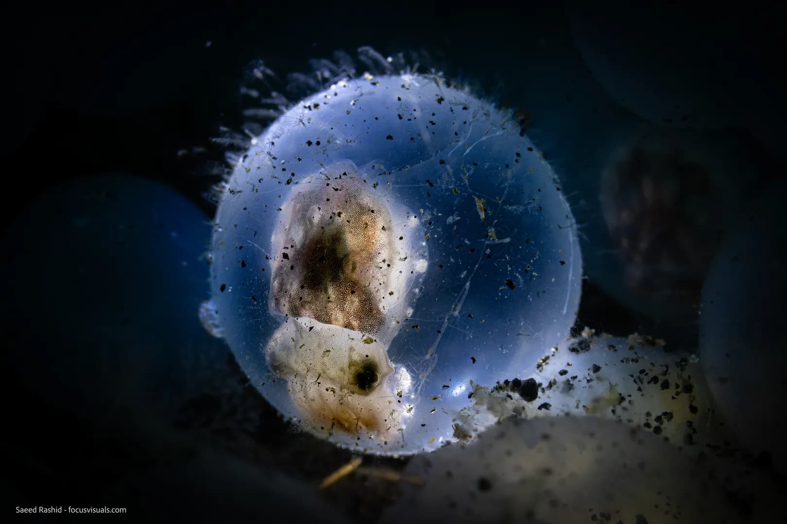 lembeh-20240115-_DSC2859-Edit.jpg