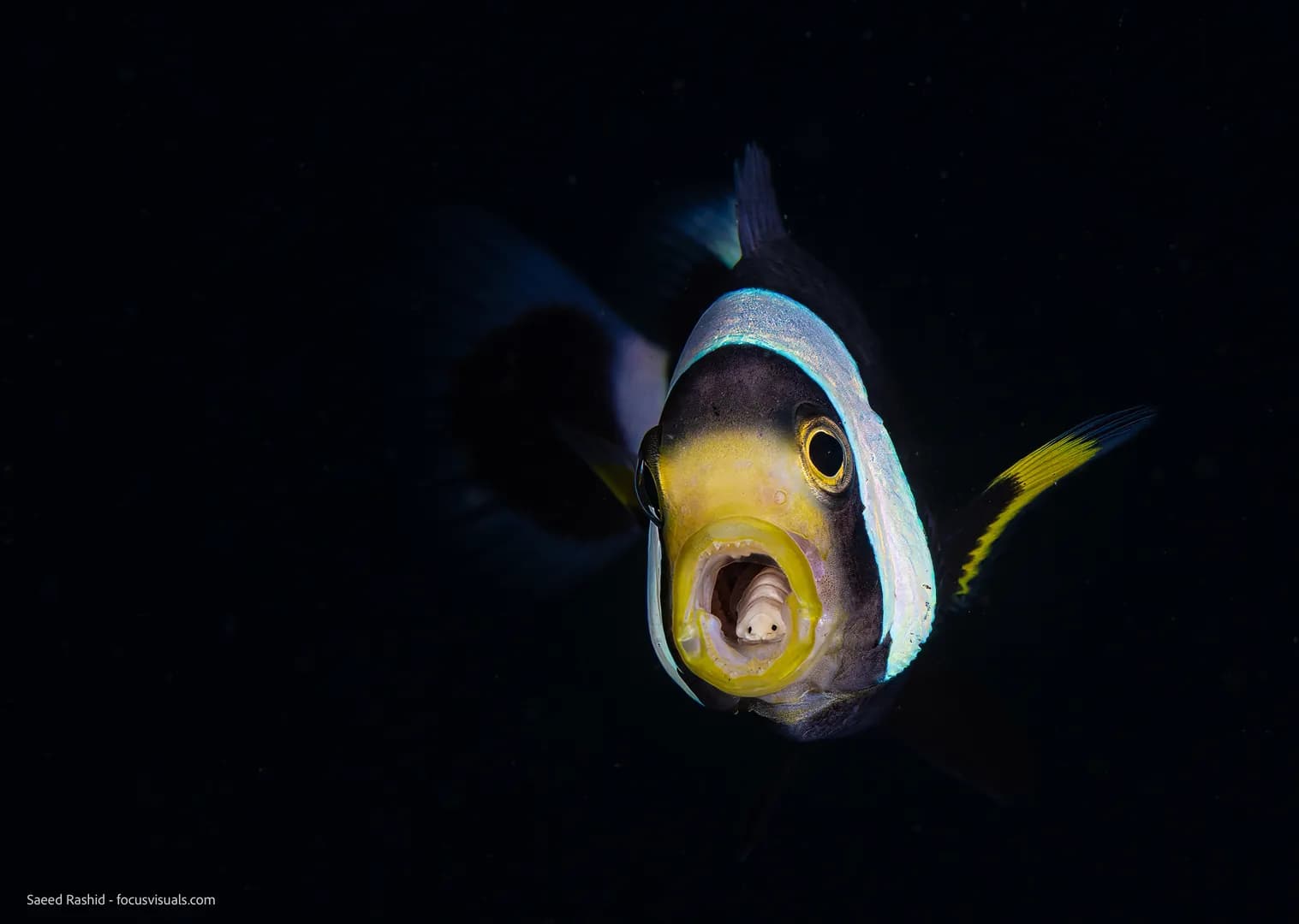 saeed-anemonefish-parasite