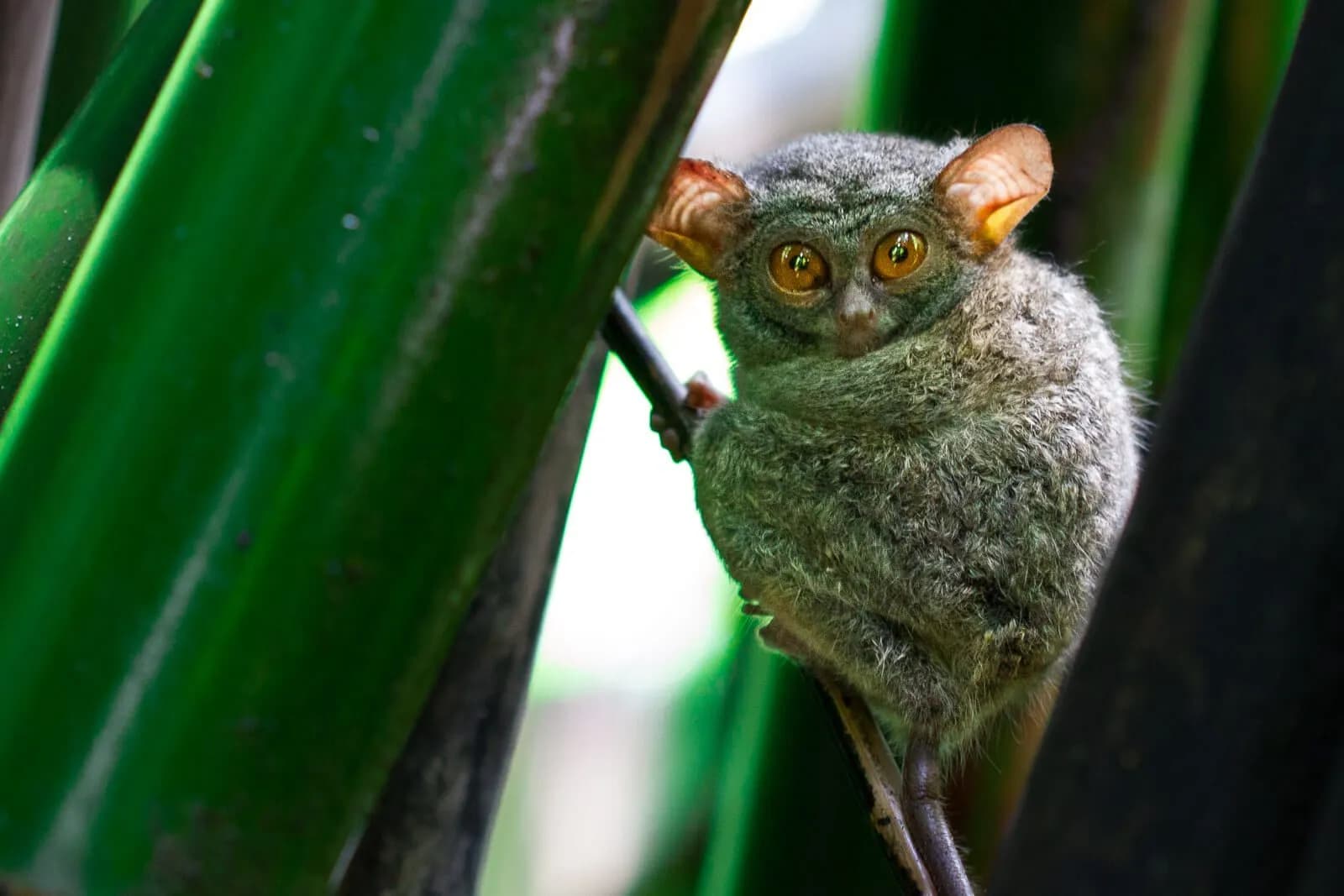 Lembeh Resort Tarsier