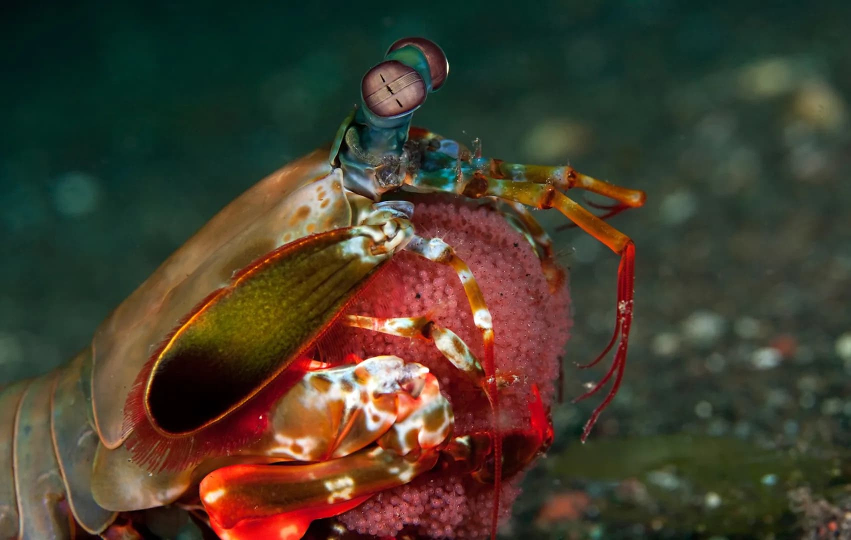 mantis shrimp and eggs