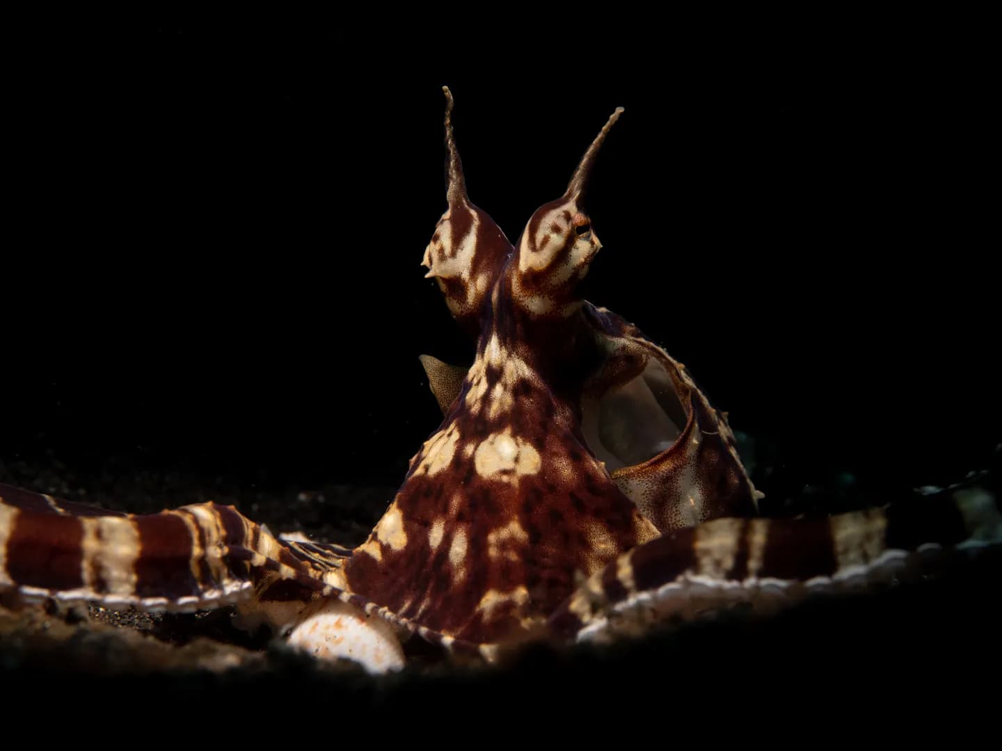Mimic Octopus - black background