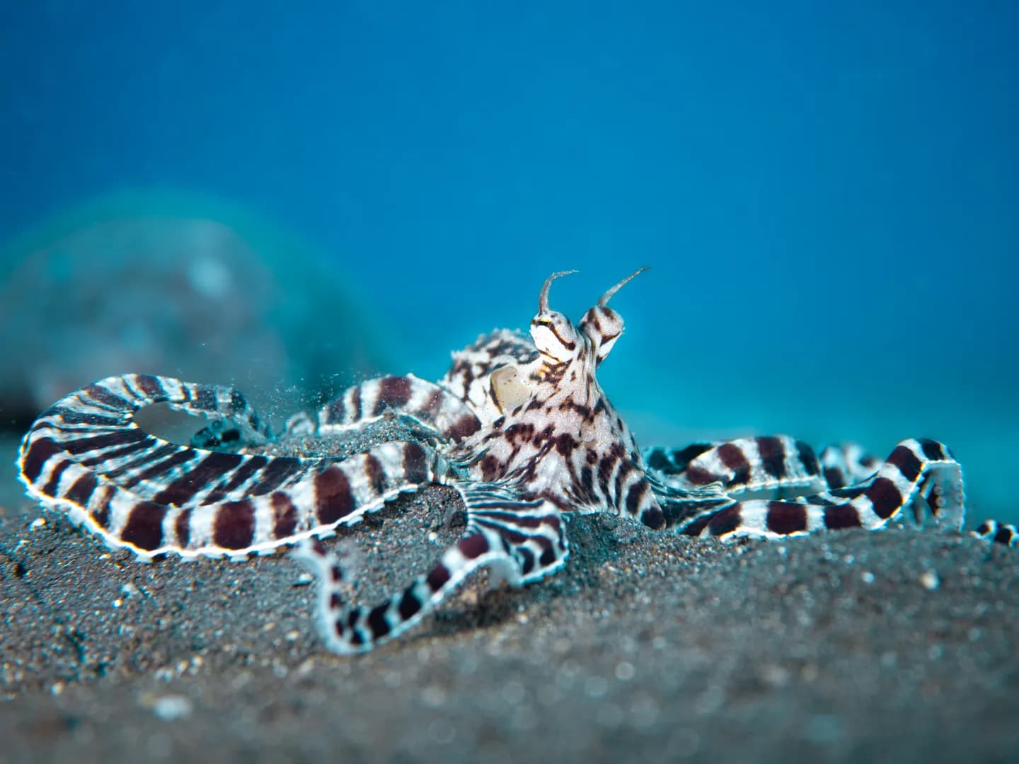 Mimic Octopus with Light Blue Background