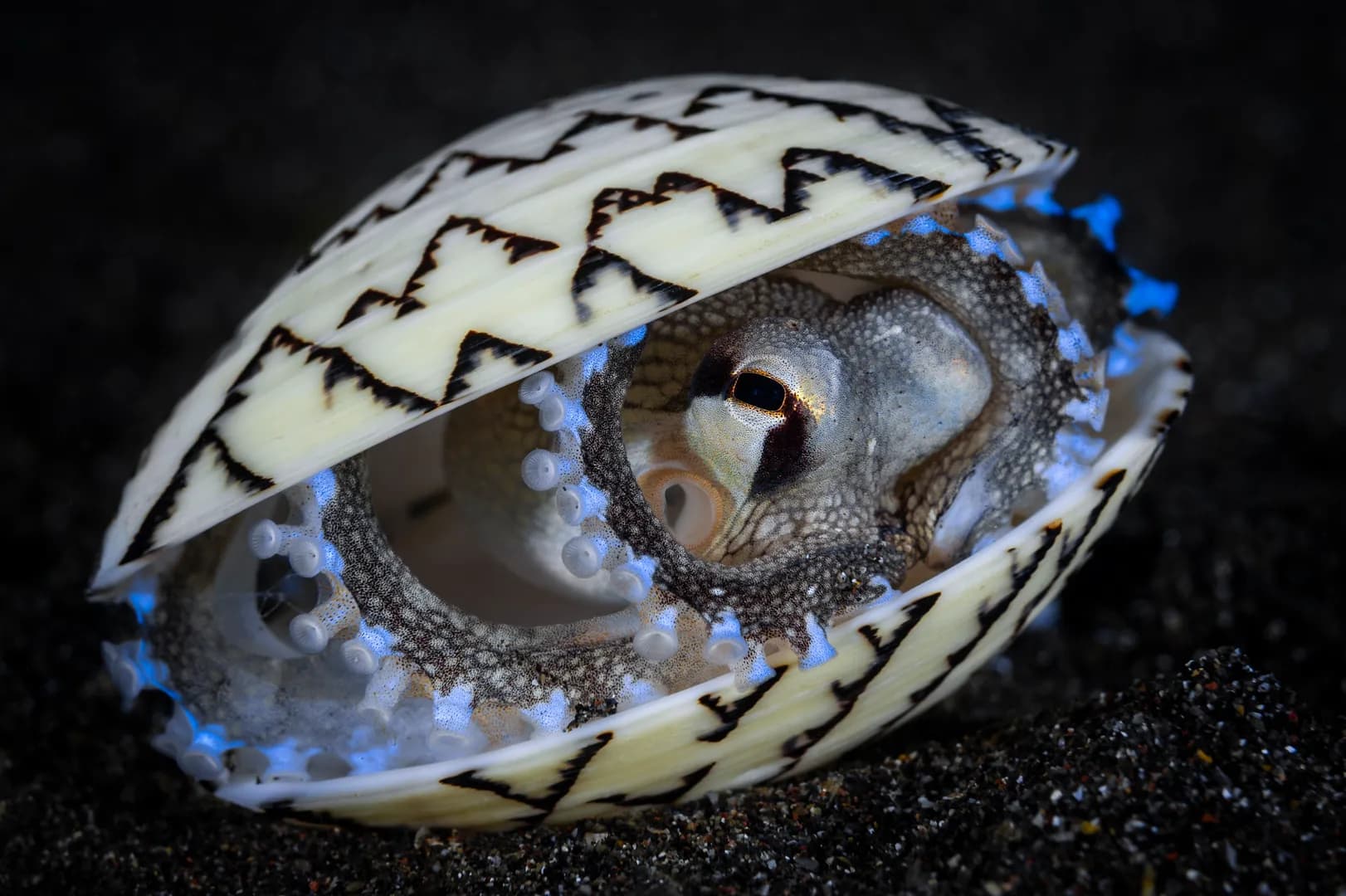 Nick_More_Lembeh_1.jpg