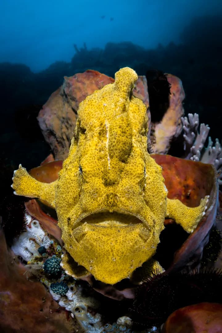 Nick_More_Lembeh_2.jpg