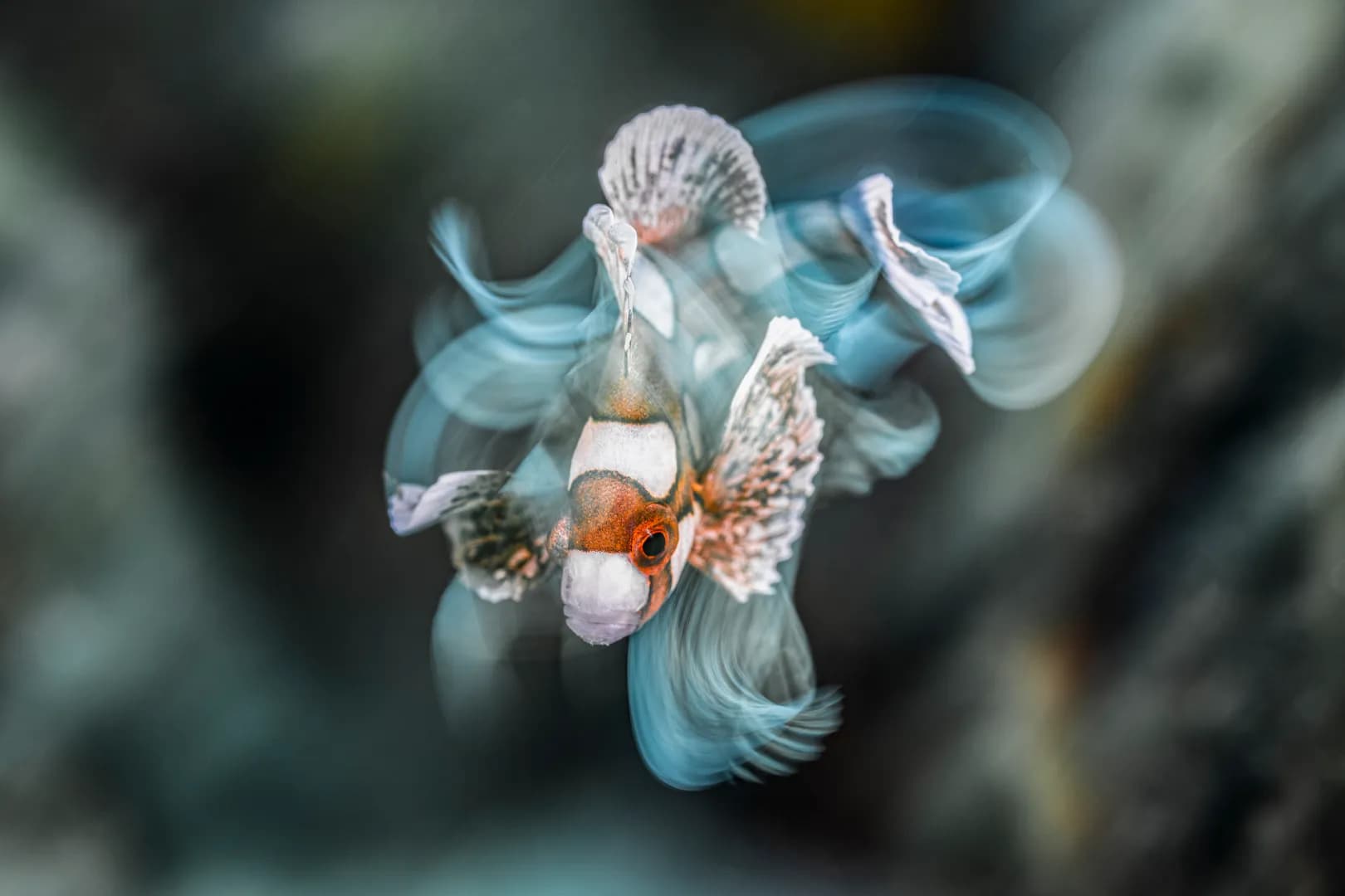 Nick_More_Lembeh_3.jpg
