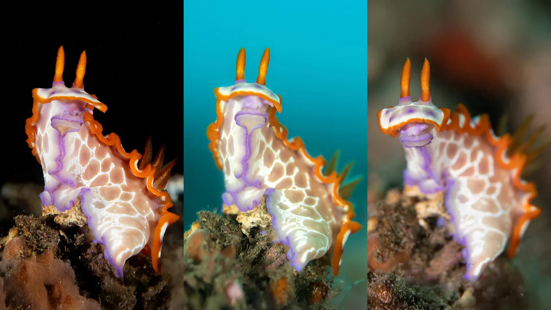 Nudibranch and different backgrounds - photography tips blog