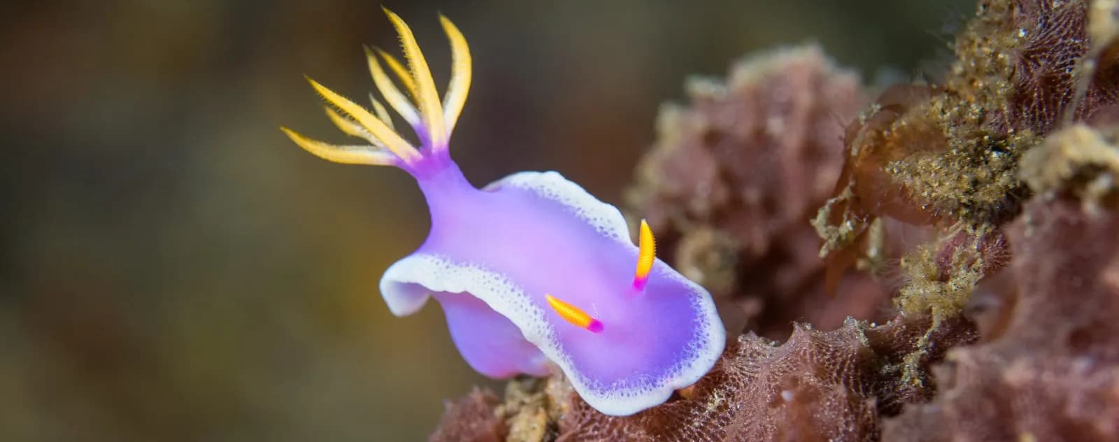Nudibranch at Nudifalls Dive sites