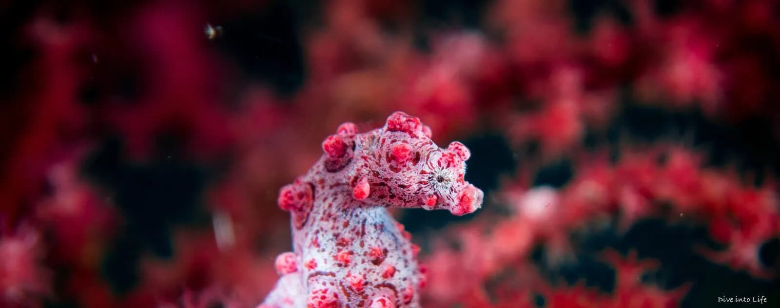 Bargibanti pygmy seahorse Lembeh