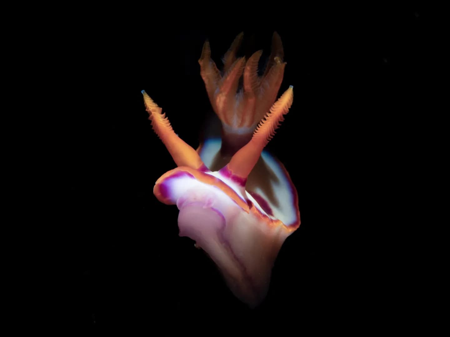 nudibranch with black background