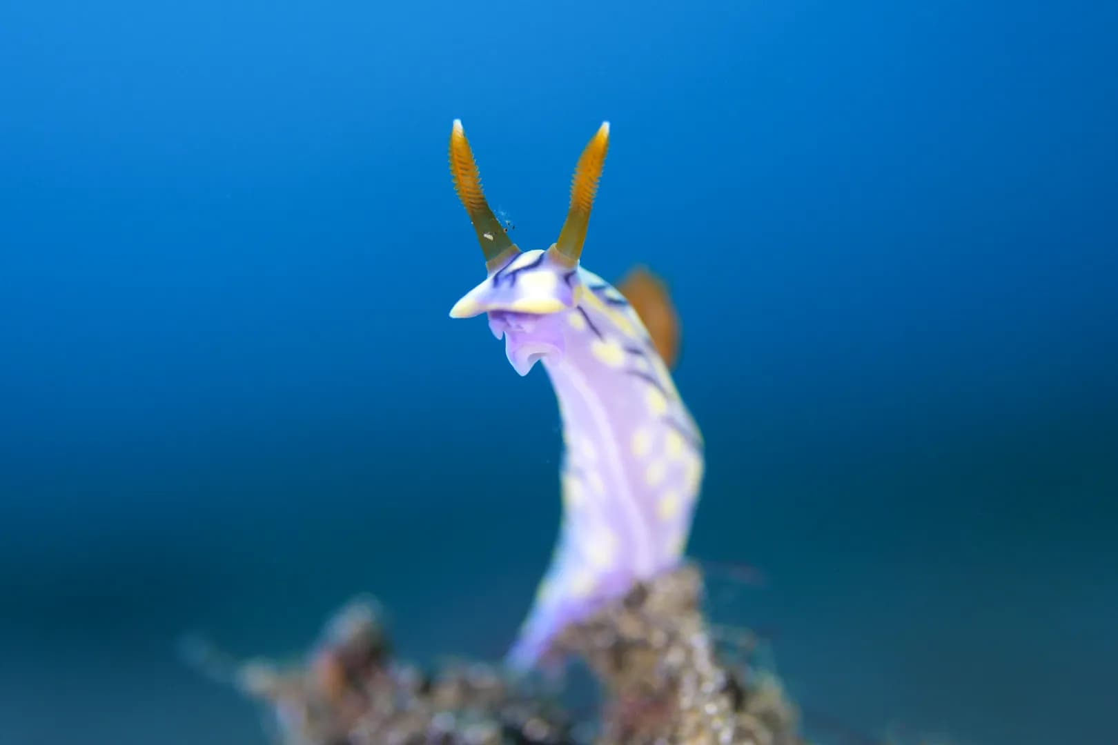 Nudibranch - Blue Background