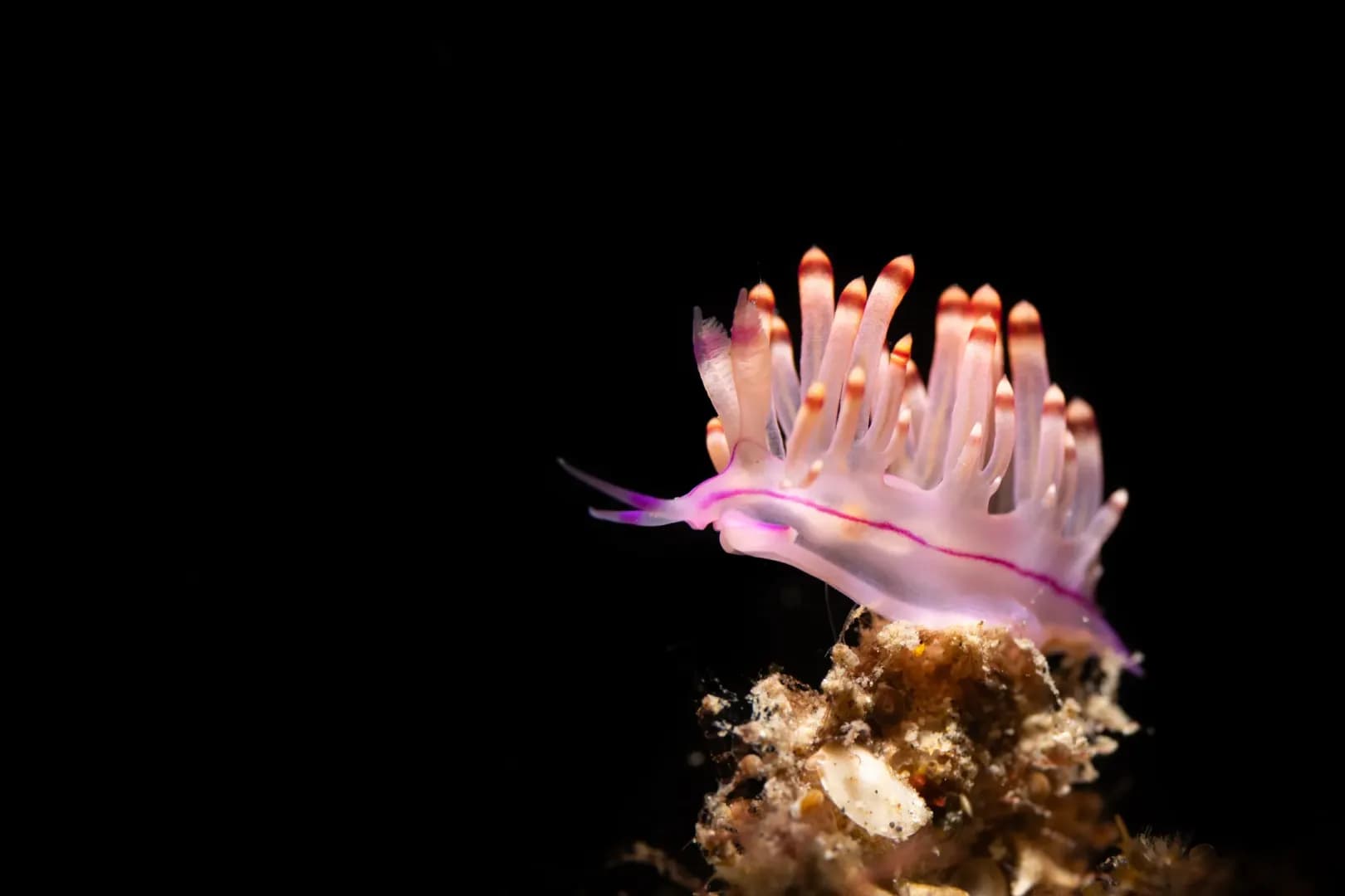 Nudibranch - LGW
