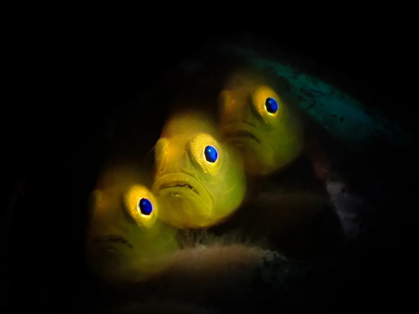 fandy-pygmy-goby