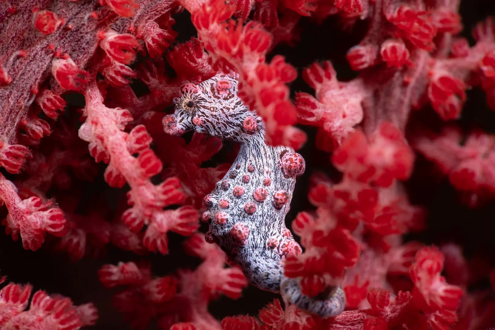 Pygmy Seahorse