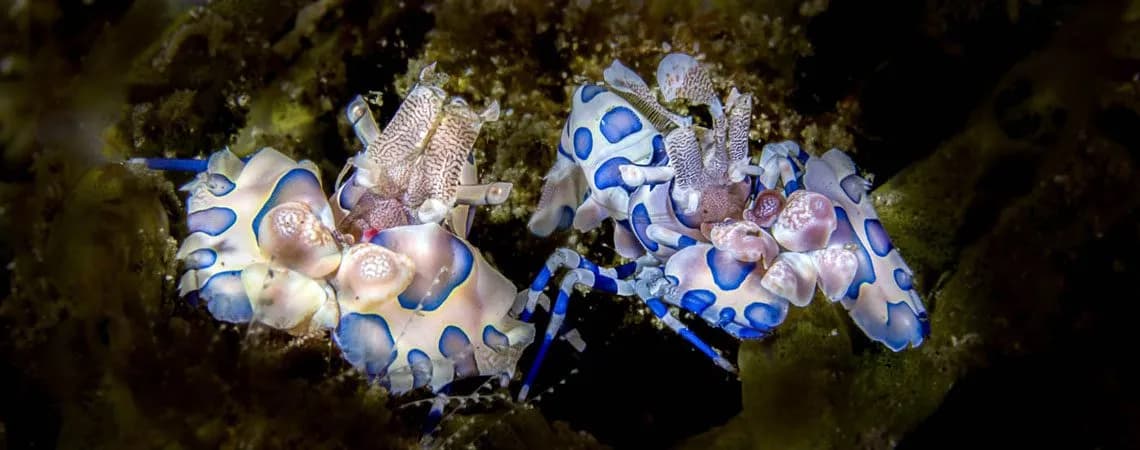 Harlequin Shrimp, Hymenocera elegans, Sascha Janson, Critters@Lembeh Lembeh Resort, Lembeh Strait Indonesia 2016
