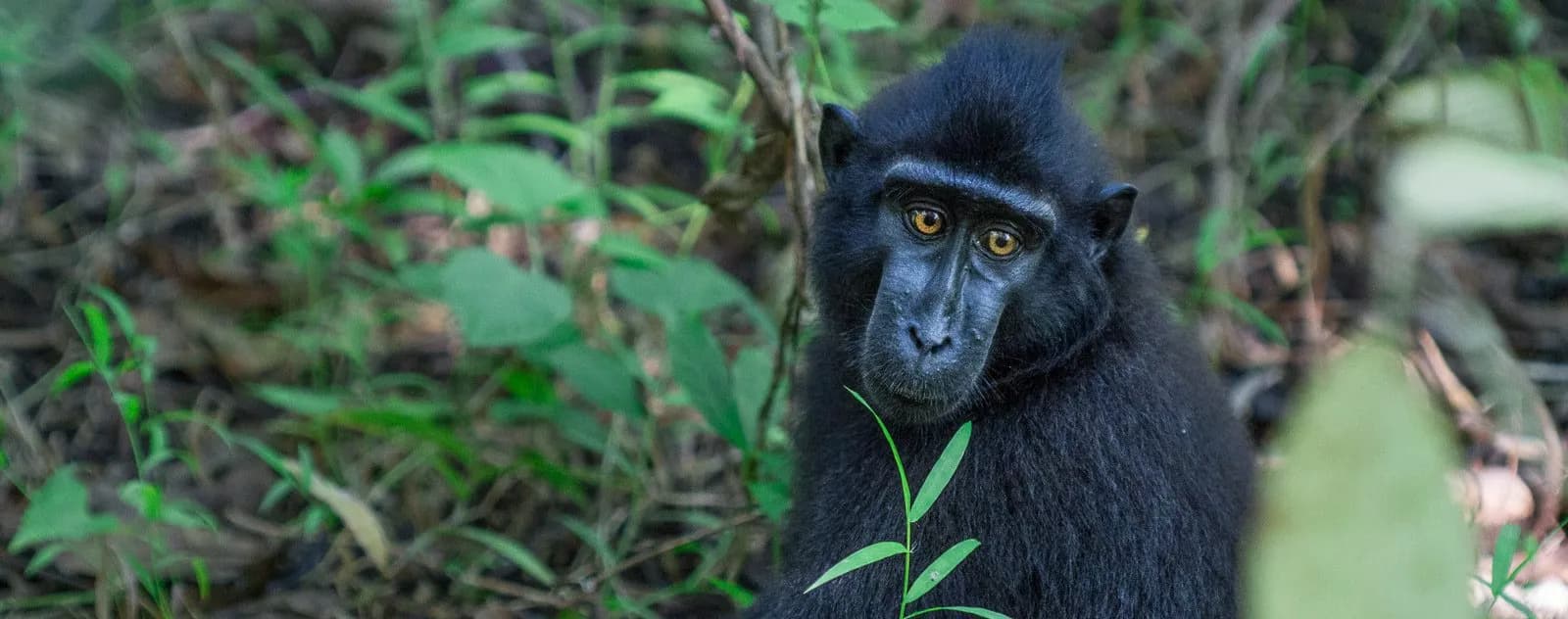 Black Macaque Tangkoko