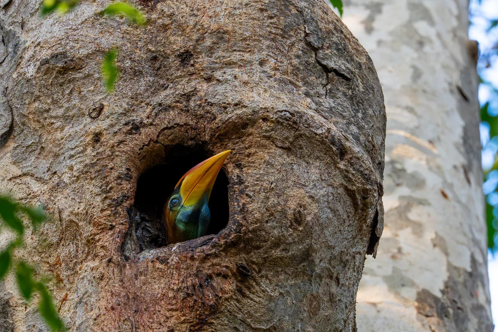 knobbed hornbill