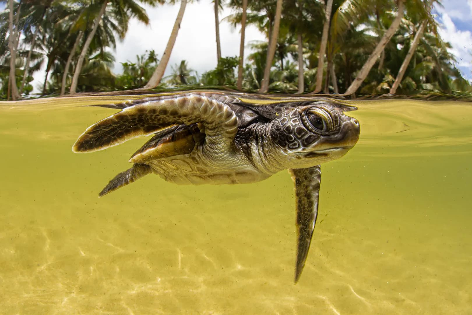 Turtles by Marty Snyderman