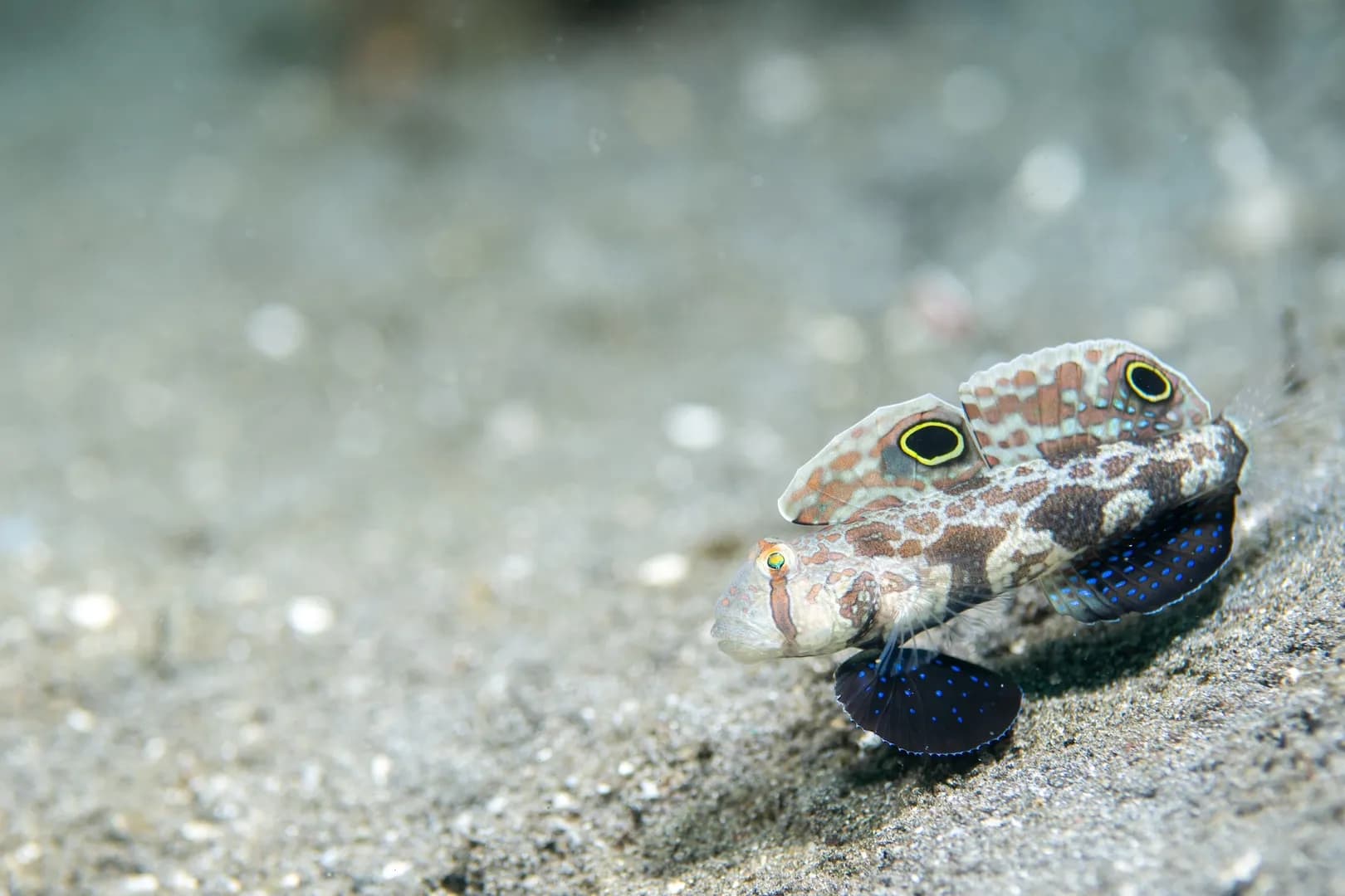 Twinspot Goby.Lawrence Watkins