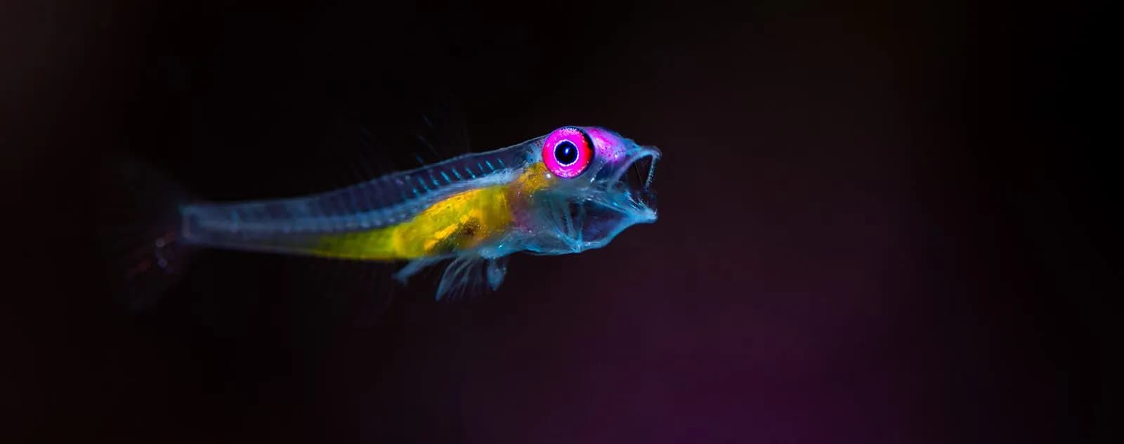 Lembeh Underwater Photography Workshop