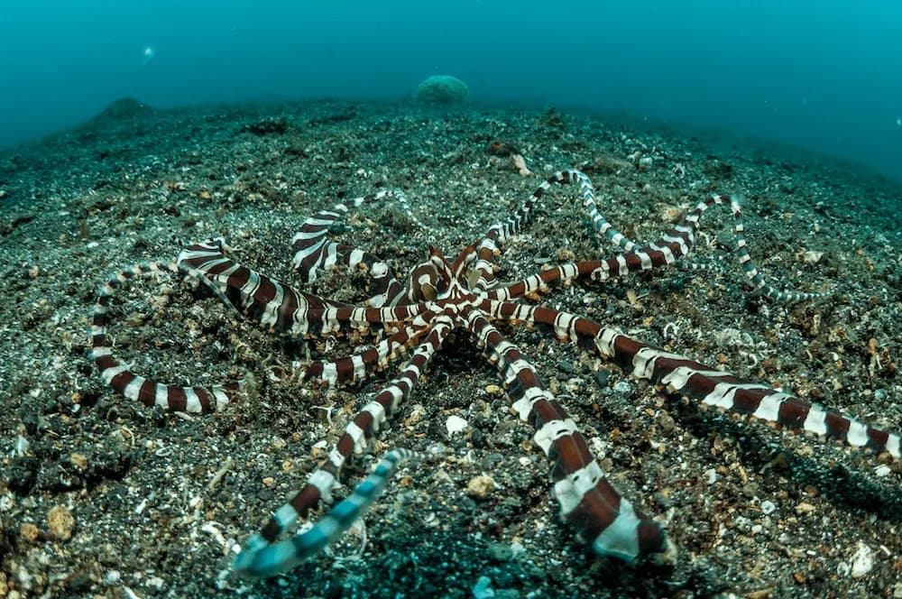 Wunderpus Lembeh