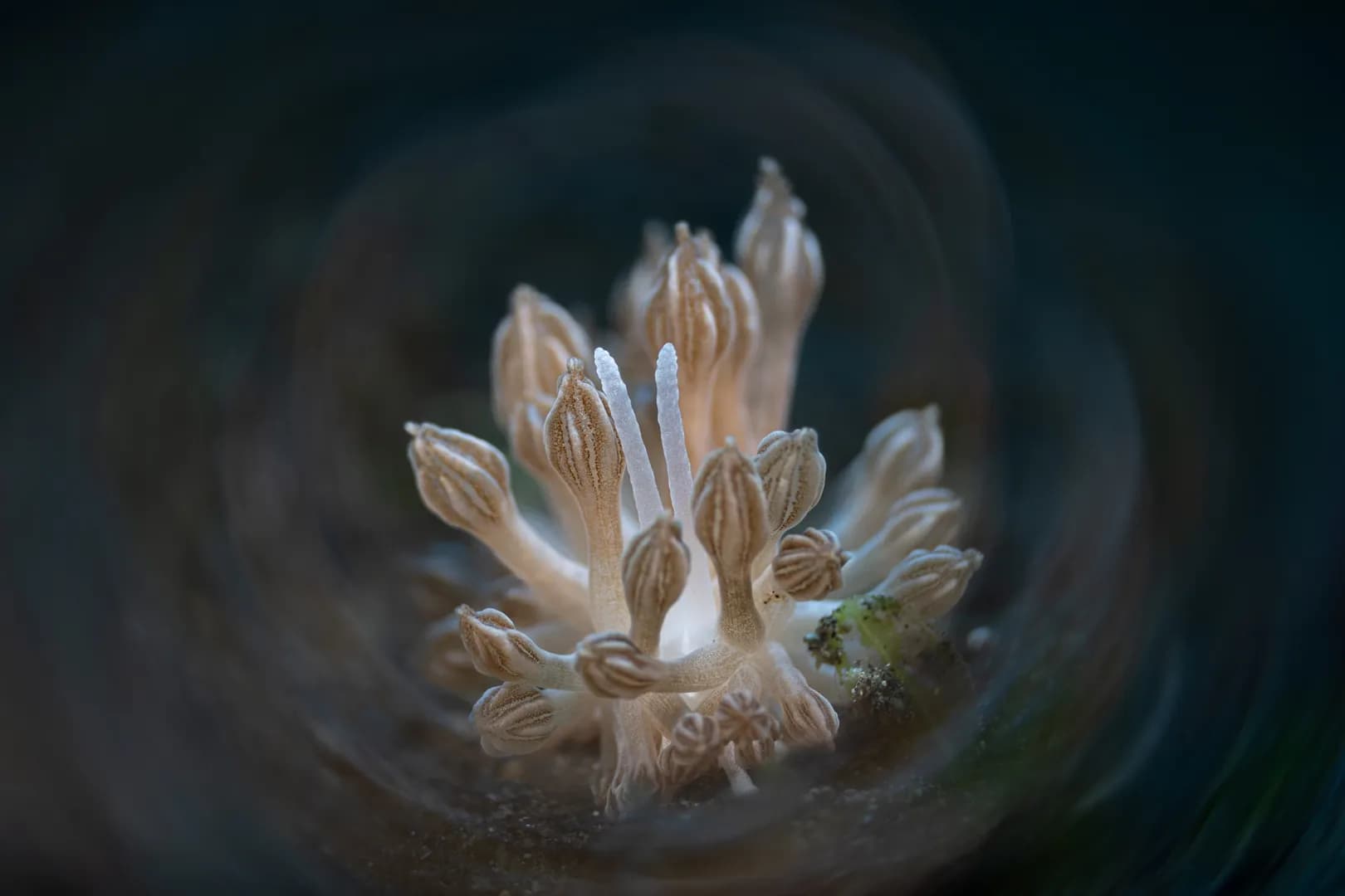 Xenia Nudibranch