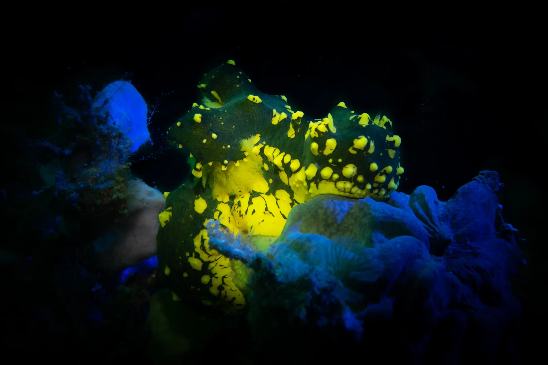 Aegires gardineri Nudibranch
