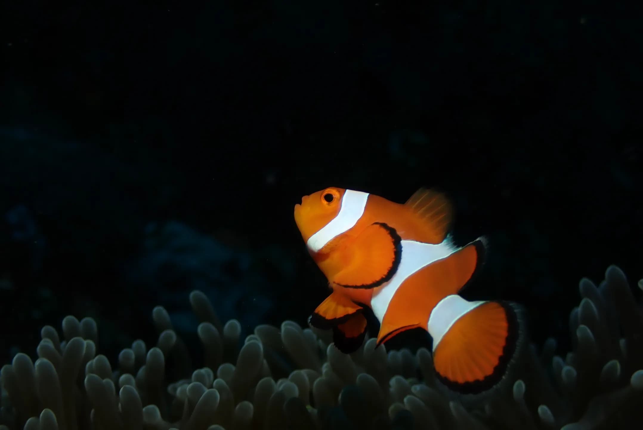 Amphiprion percula