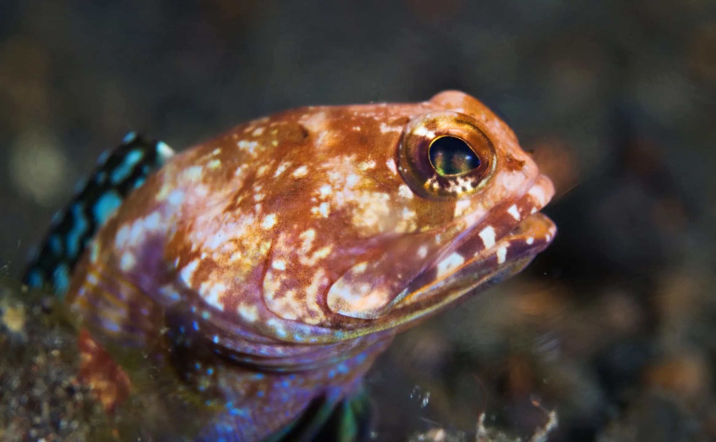 Opistognathus albicaudatus