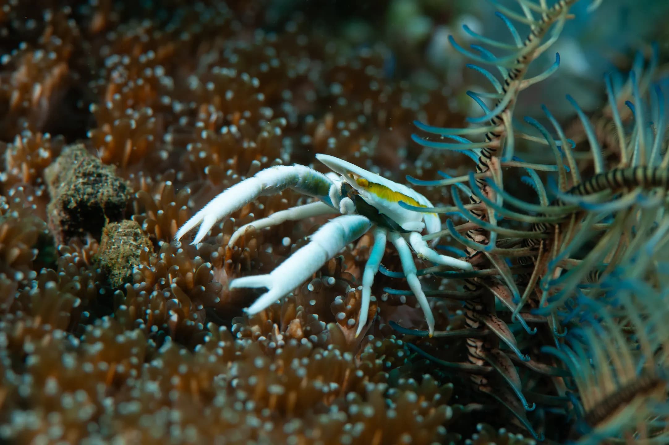 Copyright Alexander Kuzmin