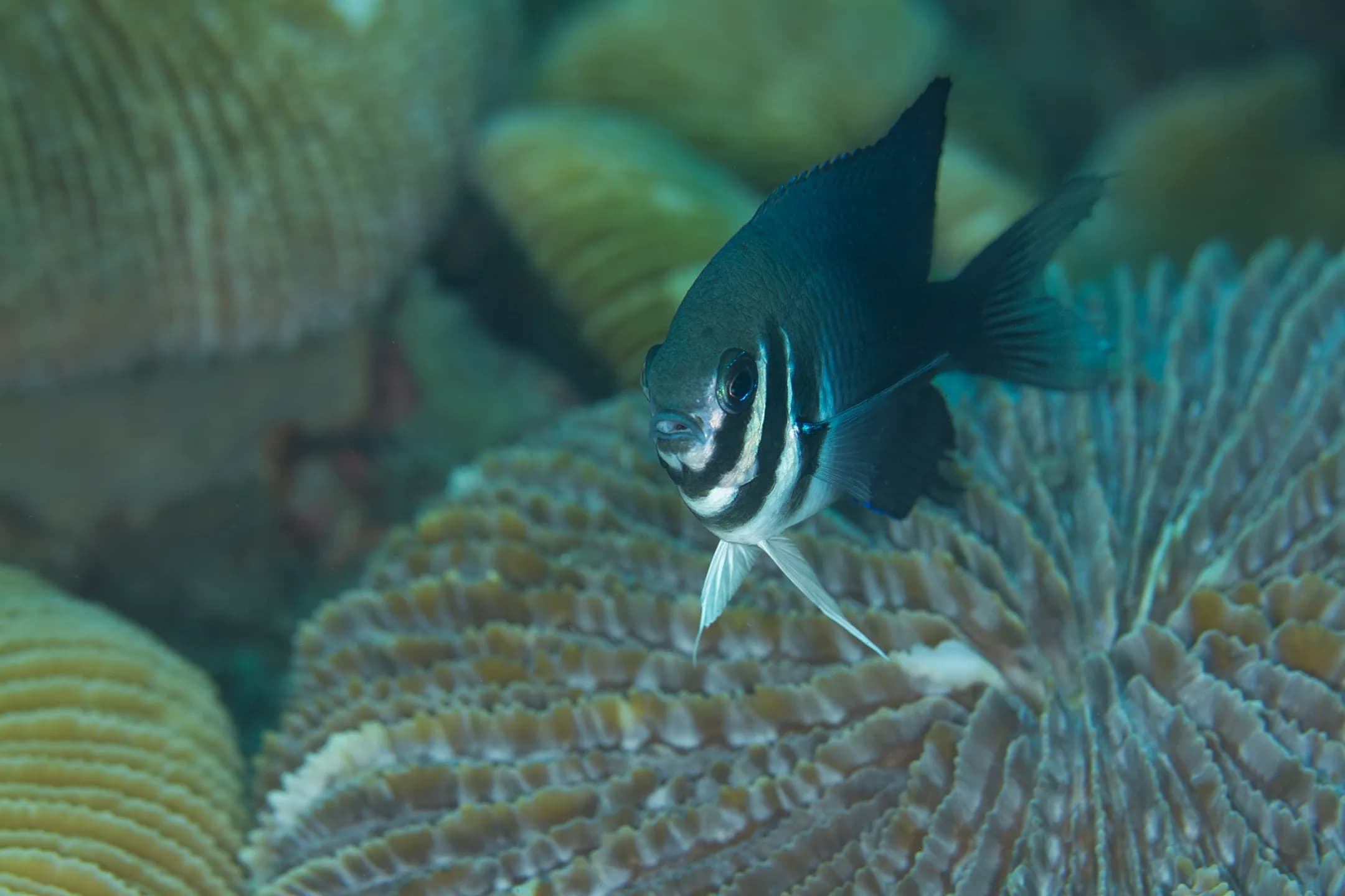 Neoglyphidodon thoracotaeniatus