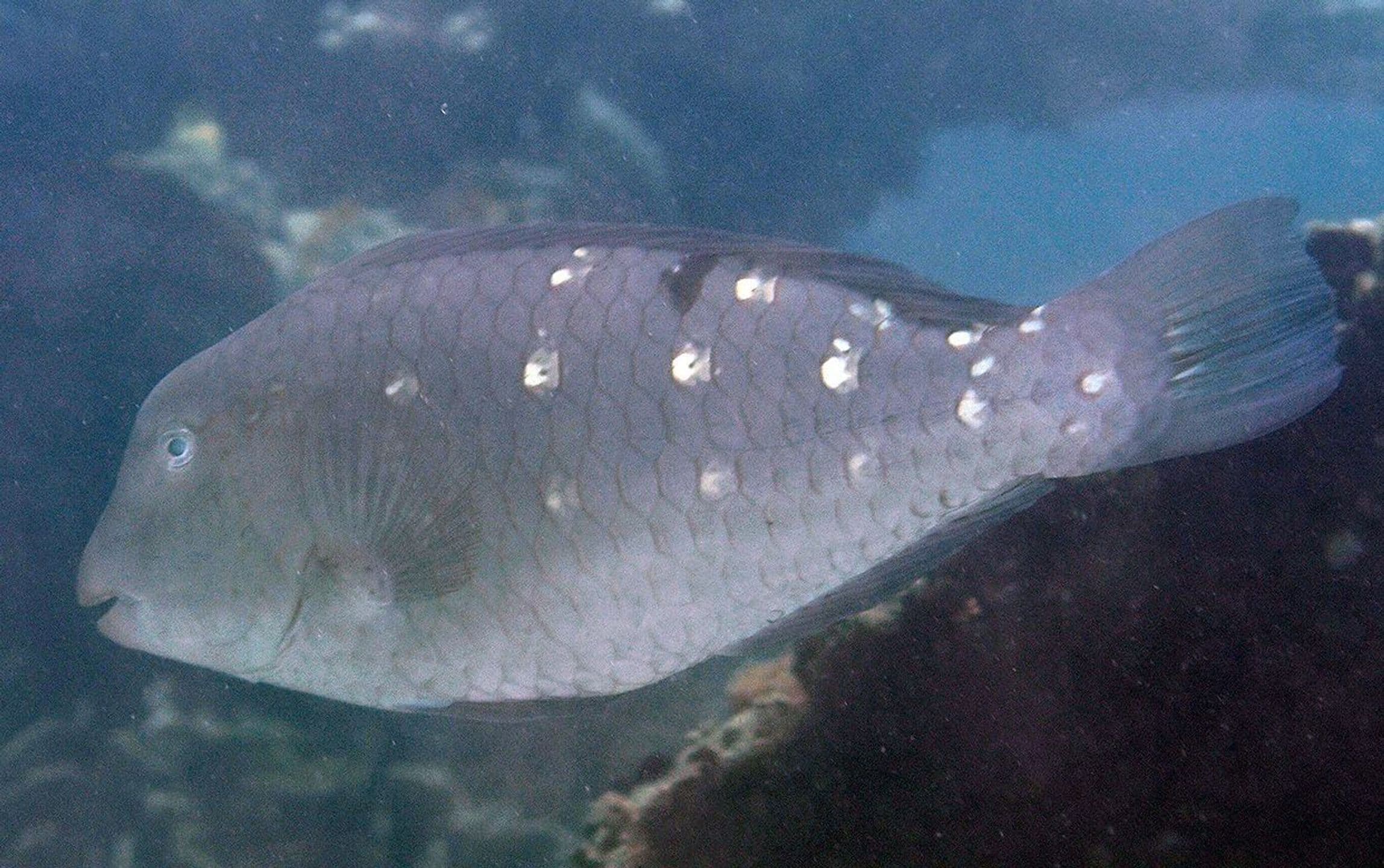 Bulbometopn muricatum