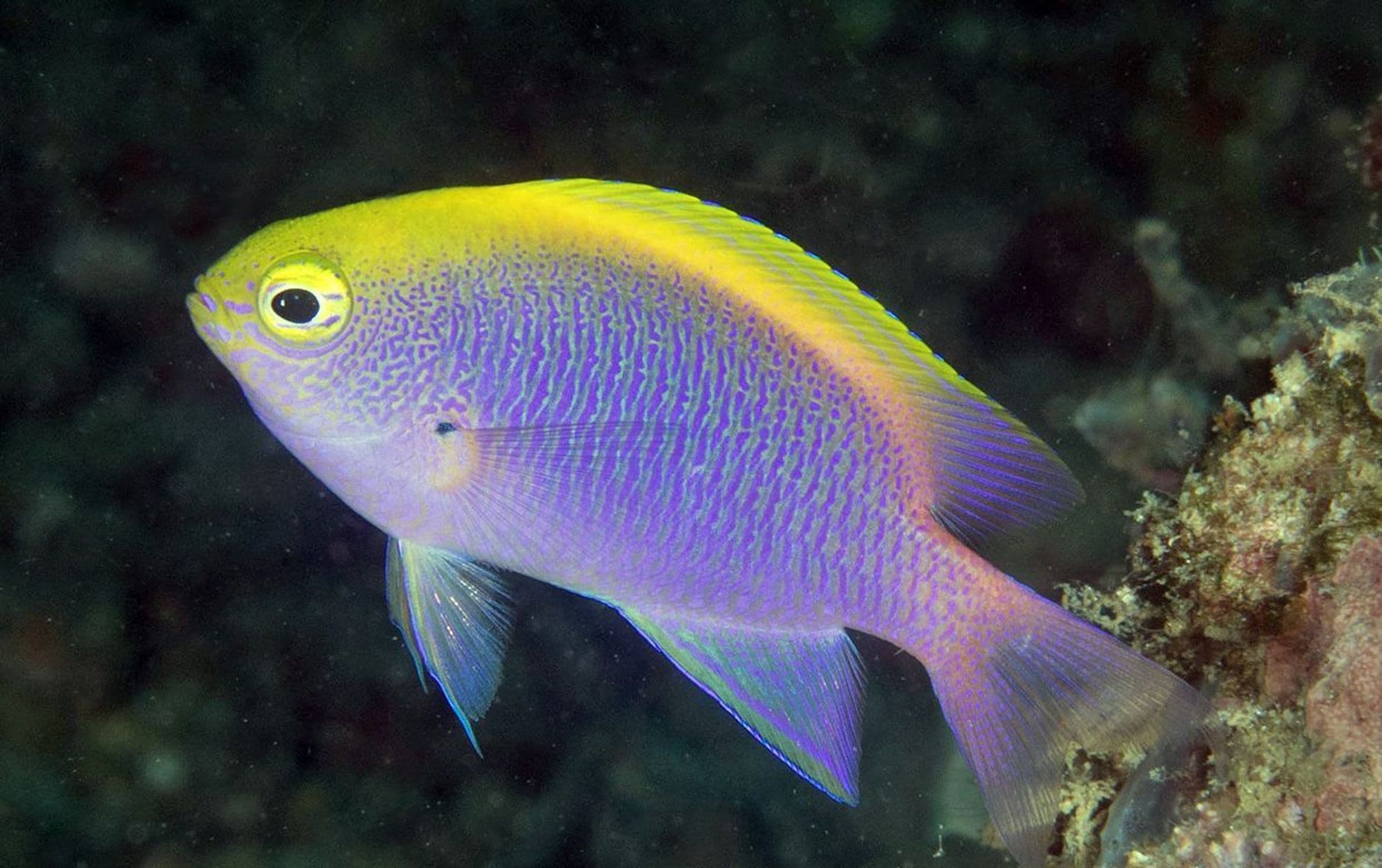 Chrysiptera bleekeri