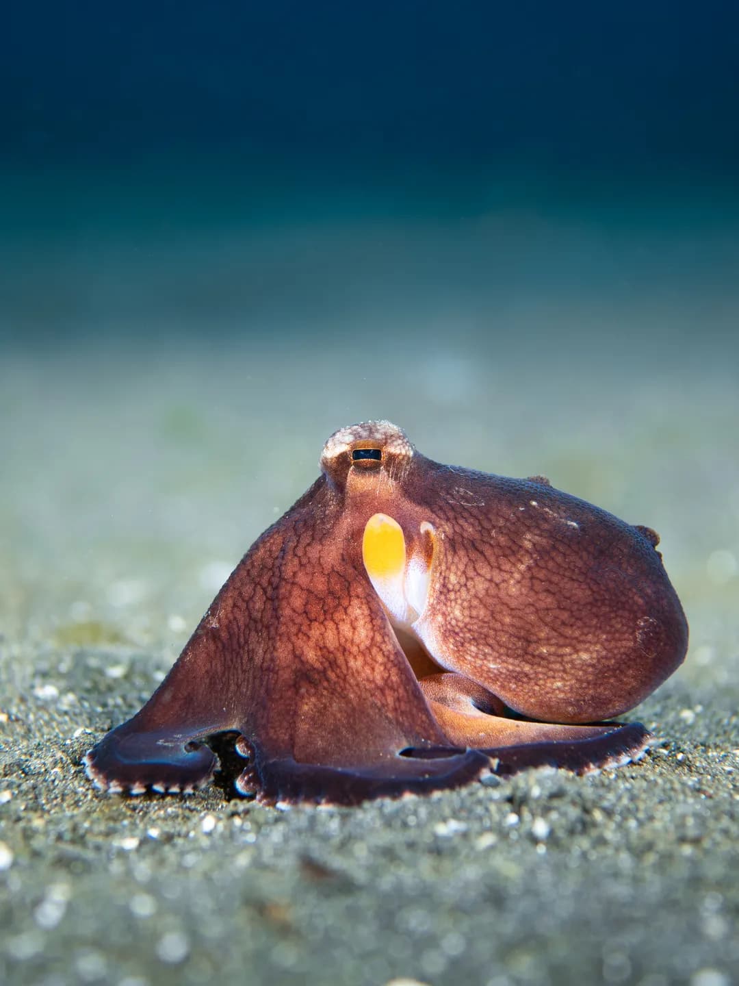 Amphioctopus marginatus