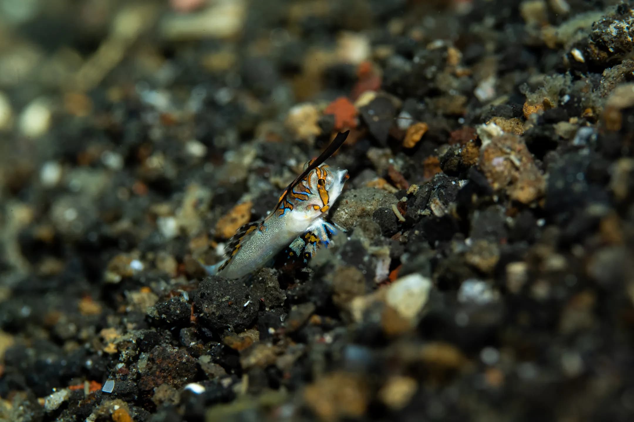 Dactylopus kuiteri