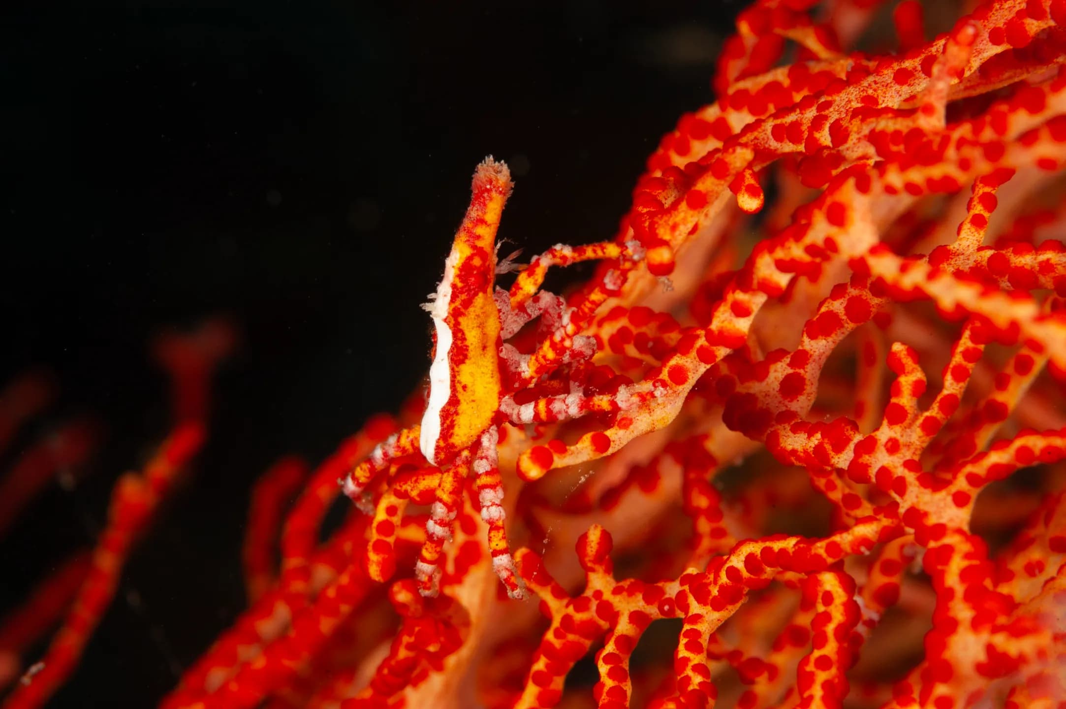 Xenocarcinus depressus