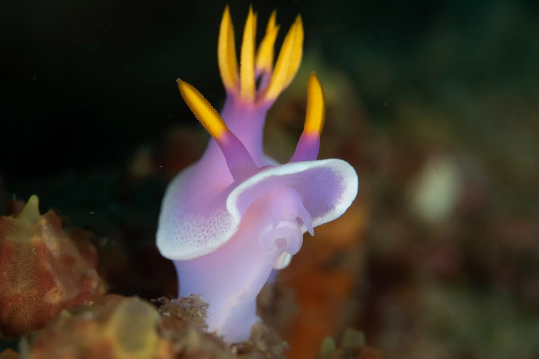 Hypselodoris apolegma