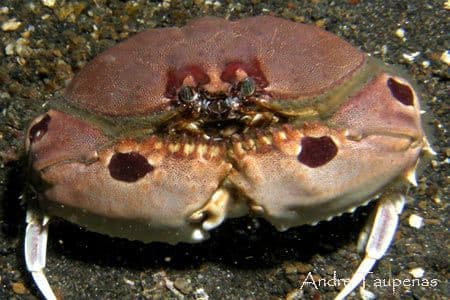 copyright Andre Taupenas