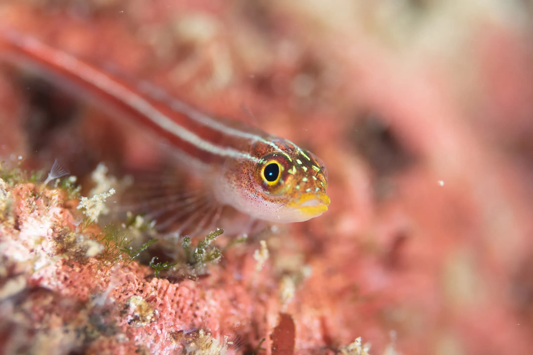 Helcogramma striatum