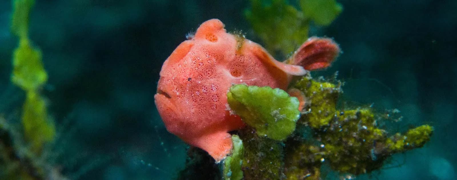 Painted frogfish (Antennarius pictus)