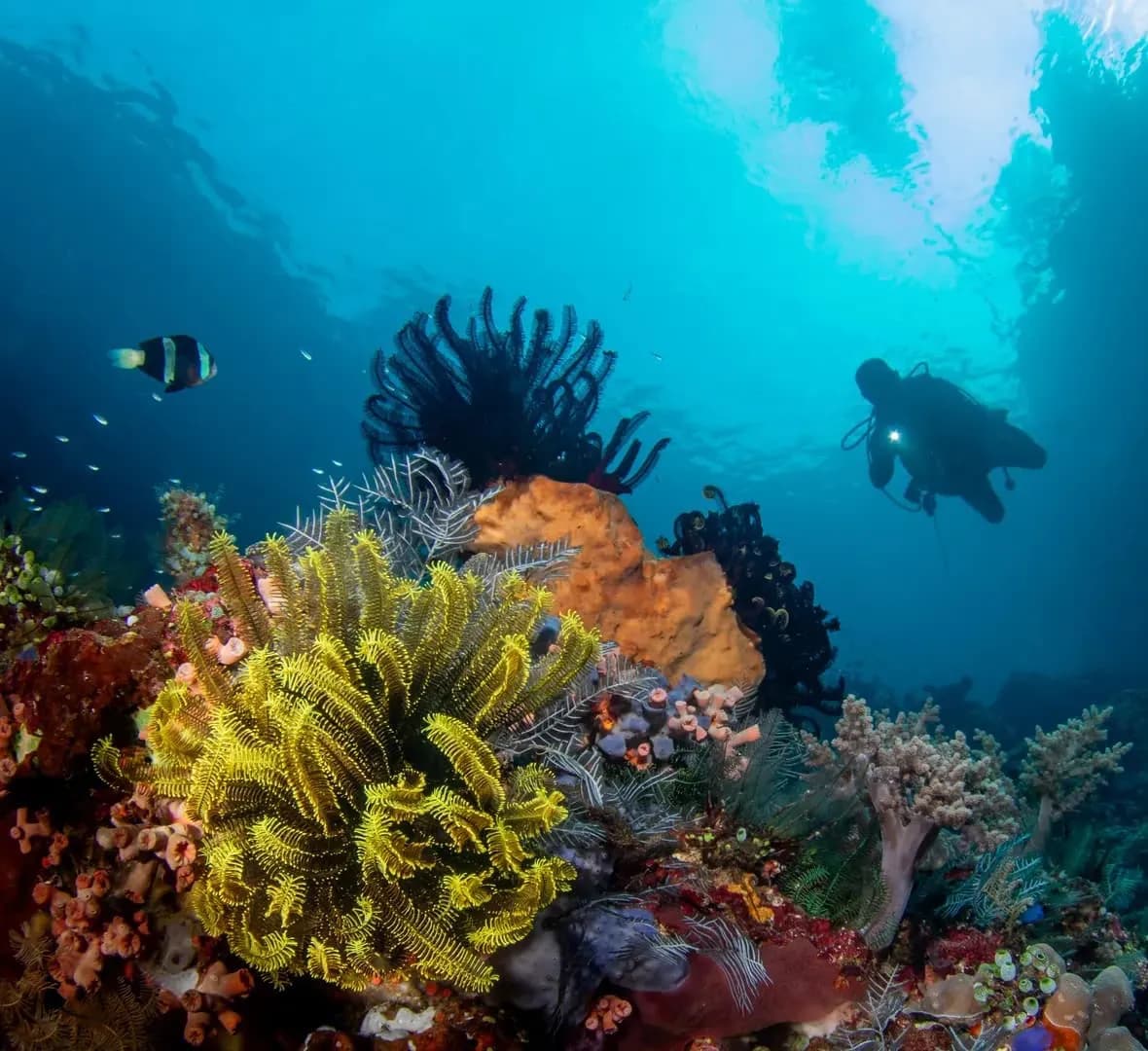 Bangka by Saeed Rashid