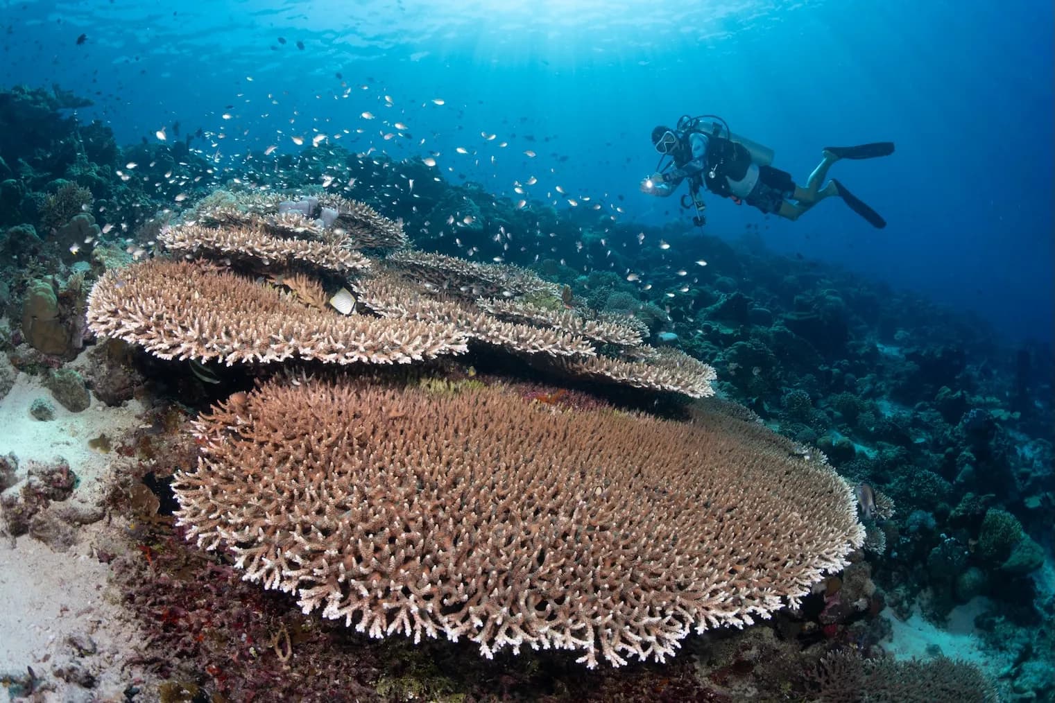 Acropora Coral, East Lembeh, Lawrence Watkins