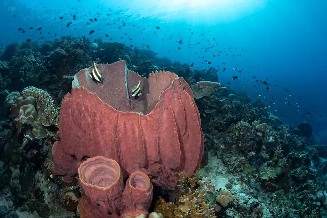 Barrel Sponge & pair of Pennant bannerfish