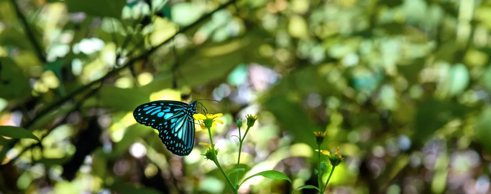 Butterfly In Tangkoko National Park